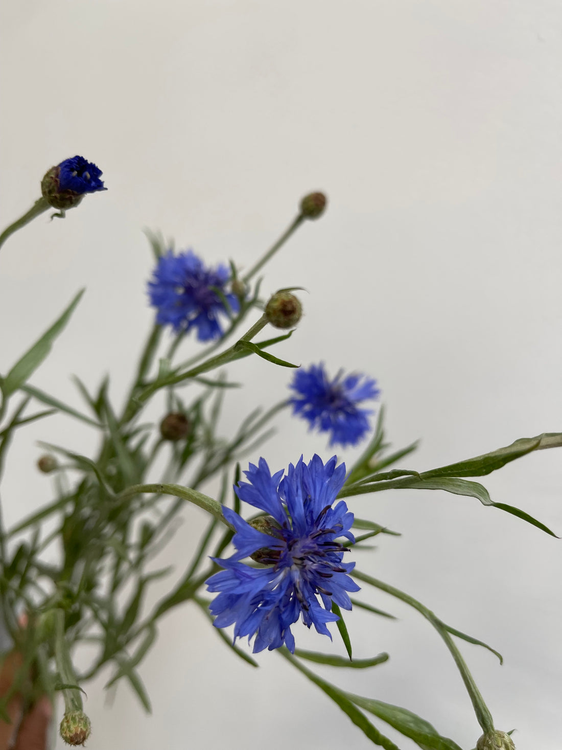 Ingredients Series: Blue Corn Flower Petals aka Bachelor's Buttons